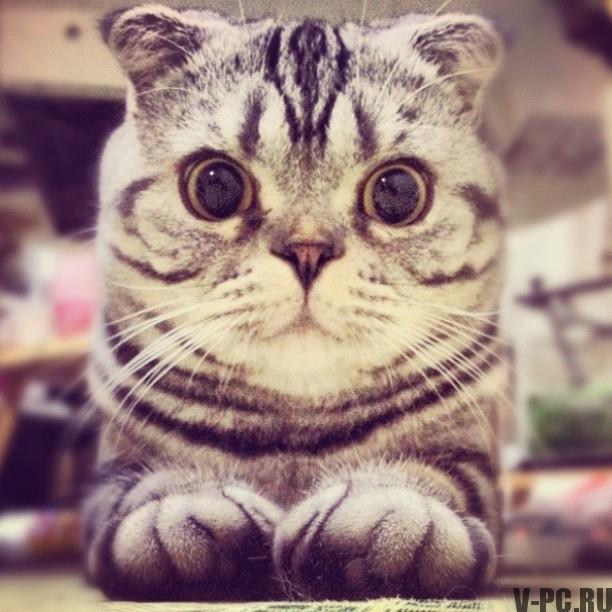 “猫instagram”